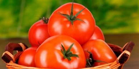 Ultra rane sorte paradajza